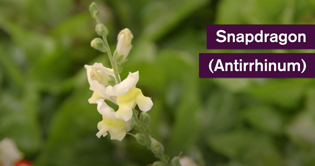 Snapdragon flower