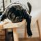A black dog resting on a bench.