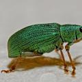 A green bug