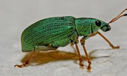 A green bug