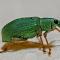 A Green Weevil bug