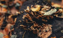 Mushrooms proliferating on a dead tree