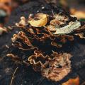 Mushrooms proliferating on a dead tree