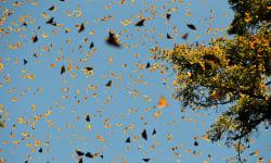 Hundreds of butterflies flying in the air