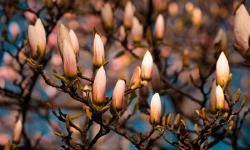 Flowers of a magnolia tree
