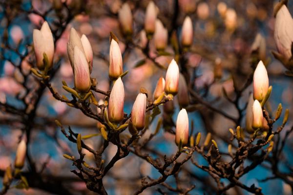 Flowers of a magnolia tree