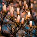 Flowers of a magnolia tree