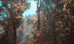 A forest with trees