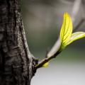 A little branch growing out of a trunk