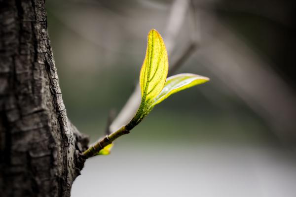 A little branch growing out of a trunk