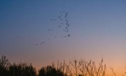 Birds flying at dusk