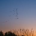 Birds flying at dusk